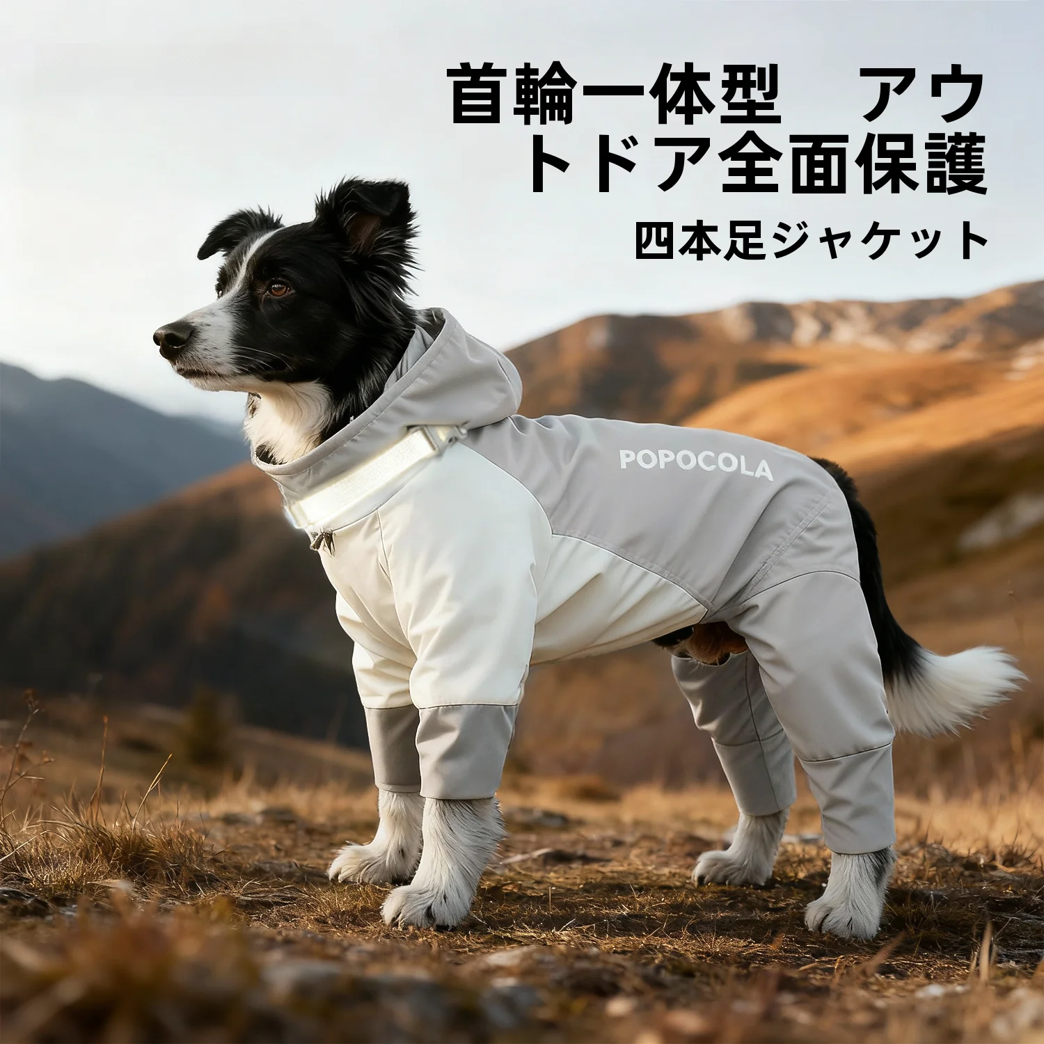 犬のお散歩グッズをコスパ良く揃える方法　完全ガイド