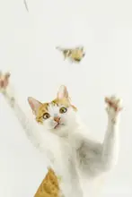 猫用おもちゃ フェザー付きキャットボール【鈴音・仿生デザイン・蝶形】