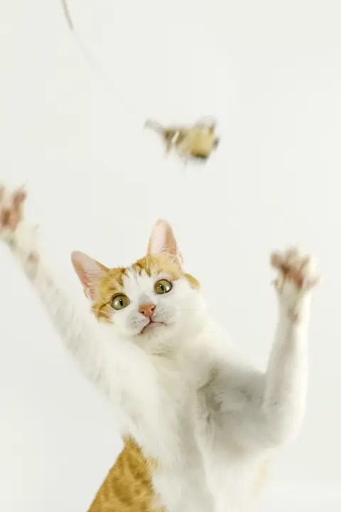 猫用おもちゃ フェザー付きキャットボール【鈴音・仿生デザイン・蝶形】