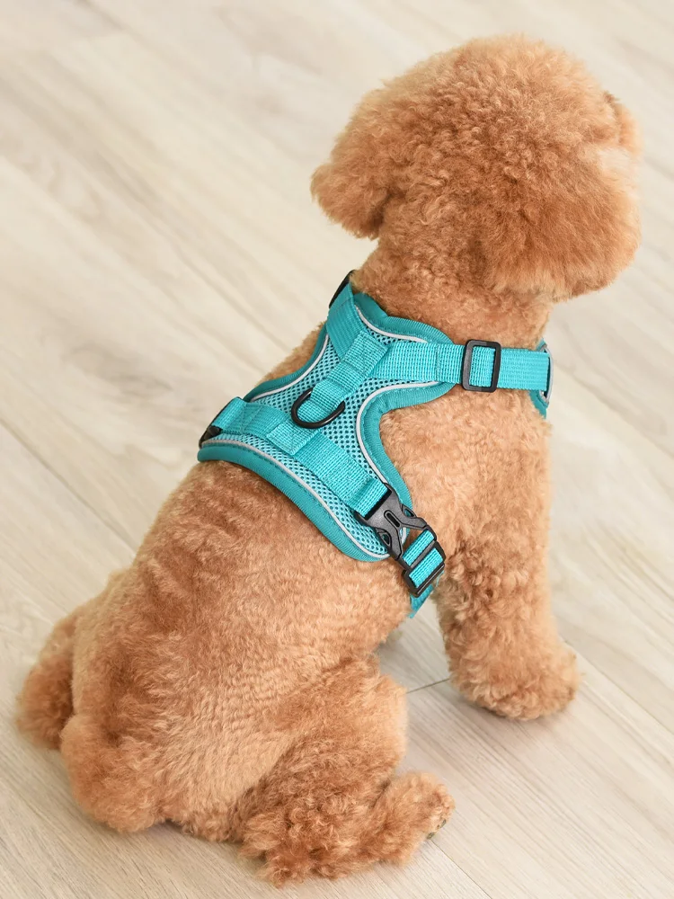 犬のお散歩グッズをコスパ良く揃える方法｜胸型ハーネスの実測ガイド