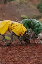 中型大型犬用の防水ペットレインコート【バルーンデザイン・屋外用・フード付き】