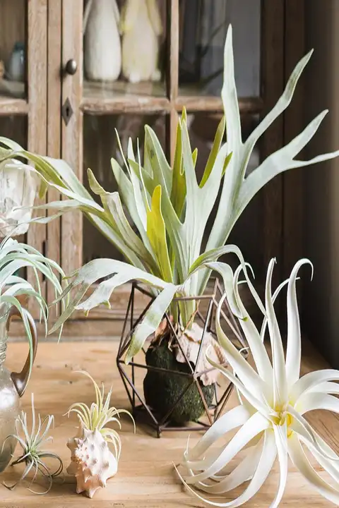 大型シダ植物の壁掛けディスプレイ【造花・熱帯風・吊り下げ用】