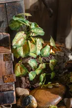 吊り下げ植物 壁装飾 植物アレンジメント エコタンク 擬似生物ミニチュア 景観装飾