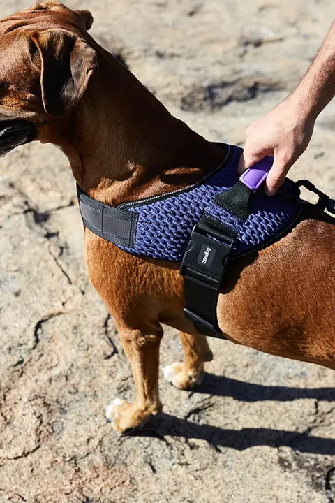 犬用ハーネス 馬具型 飛び出し防止 引っ張り防止 頑丈 小型犬 中型犬 大型犬 ゴールデンレトリバー ジャーマンシェパード ボーダーコリー 「zeedog」