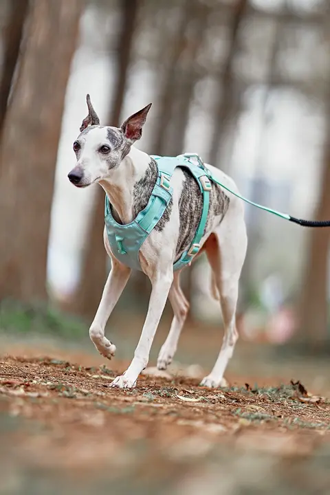 犬用ハーネスリード【中大型犬対応・引っ張り防止・快適設計】