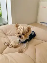 愛犬や愛猫にぴったり！ハーネス付きベスト【胸当てデザイン・小型犬向け・おしゃれ】