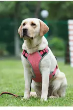 犬用ハーネスリード【テディ・ゴールデンレトリーバー対応・大型犬用】