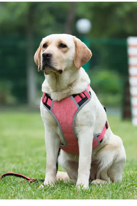 犬用ハーネスリード【テディ・ゴールデンレトリーバー対応・大型犬用】