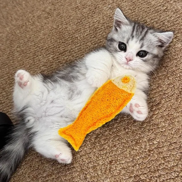 猫の遊び道具を手作りにするなら、この1品が本当の「遊びの質」を変える？
