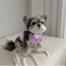 ペット用 おしゃれな防水スカーフ【小型犬・猫用・かわいいデザイン】