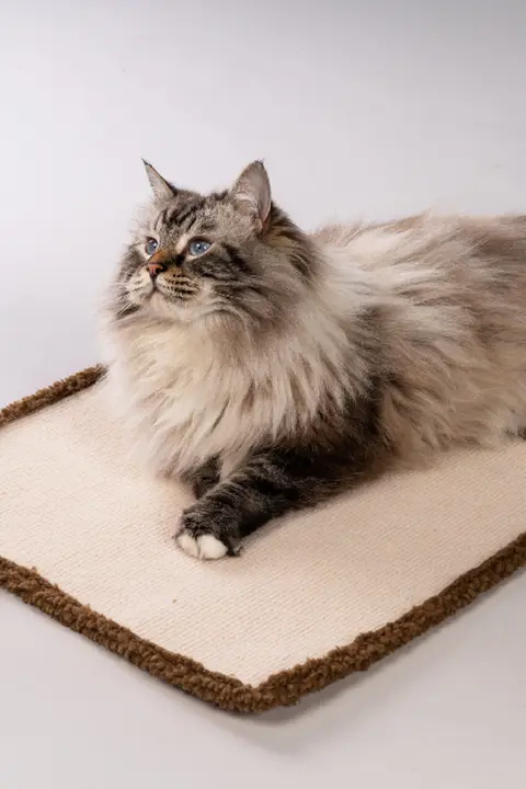 猫用爪研ぎボード【極上の柔らかさ・遊び道具】