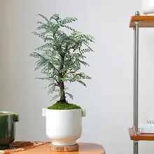 北欧風 シンプルでレトロなデザインの陶器プランター【観葉植物用・デスクトップ装飾】（セットアップ対応）