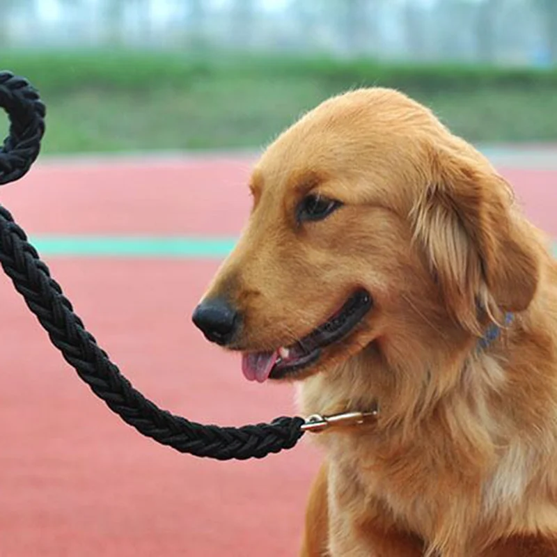 犬のお散歩グッズをコスパ良く揃える方法｜サイズ別選び方とシーンごとの使い分け完全ガイド