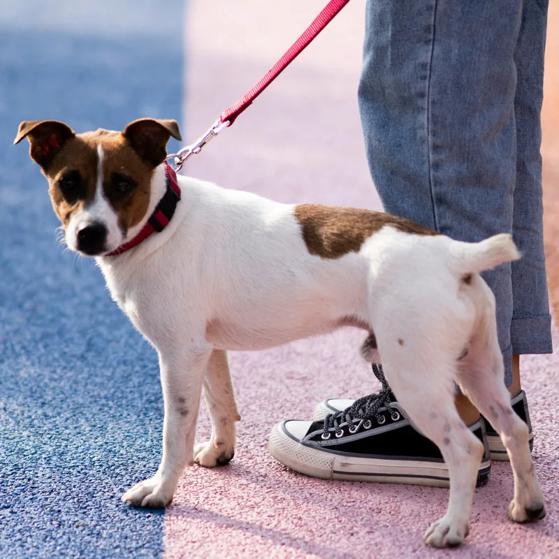 犬のお散歩グッズをコスパ良く揃える方法｜締め付け感なしナイロンリードの実測ガイド