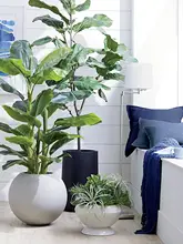 インテリアにも最適な大きな観葉植物【フィ・北欧風・室内装飾用】