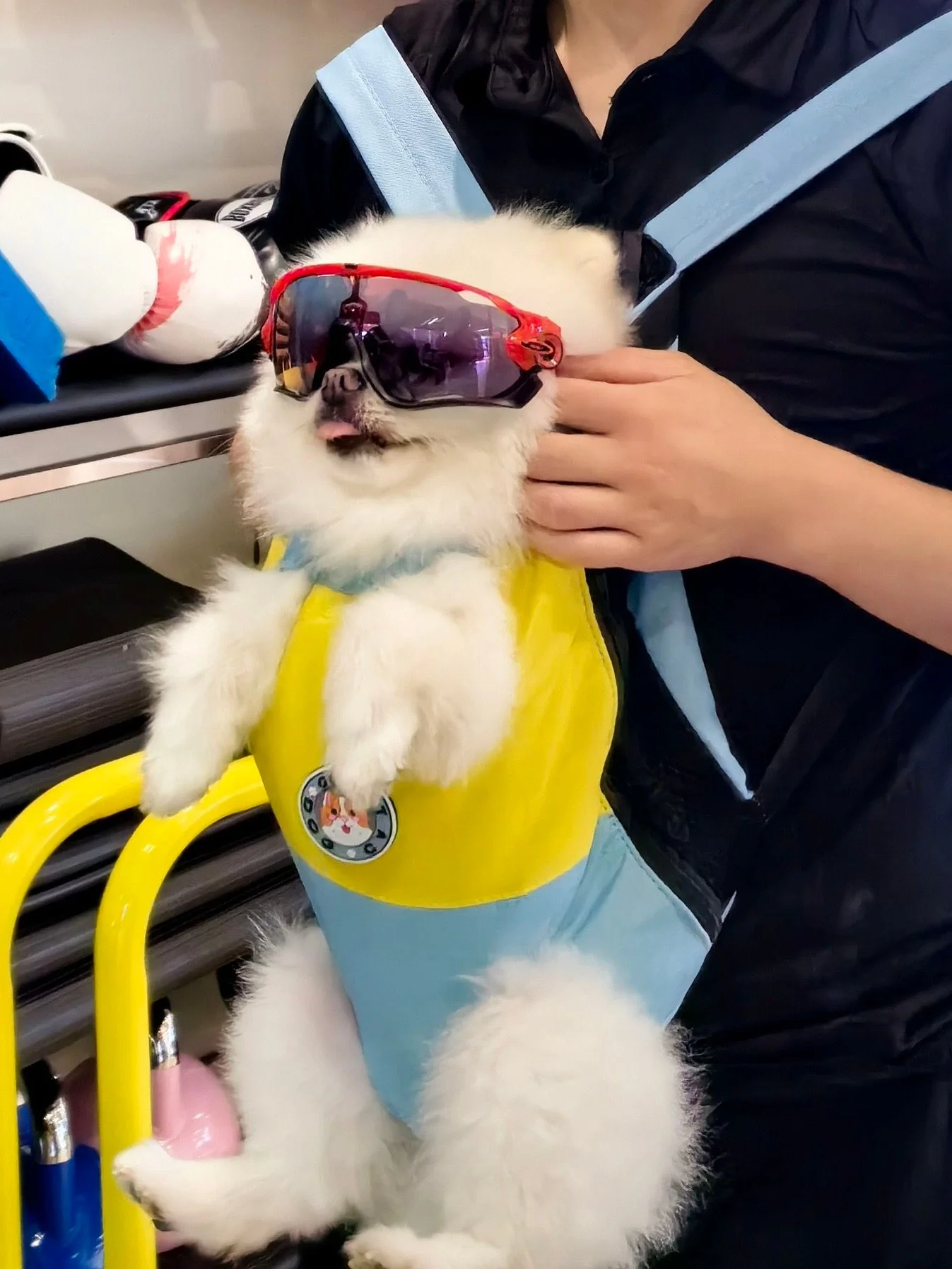 小型犬用リュック型ペットキャリー：背負い式で西高地に最適なフィット感を実現