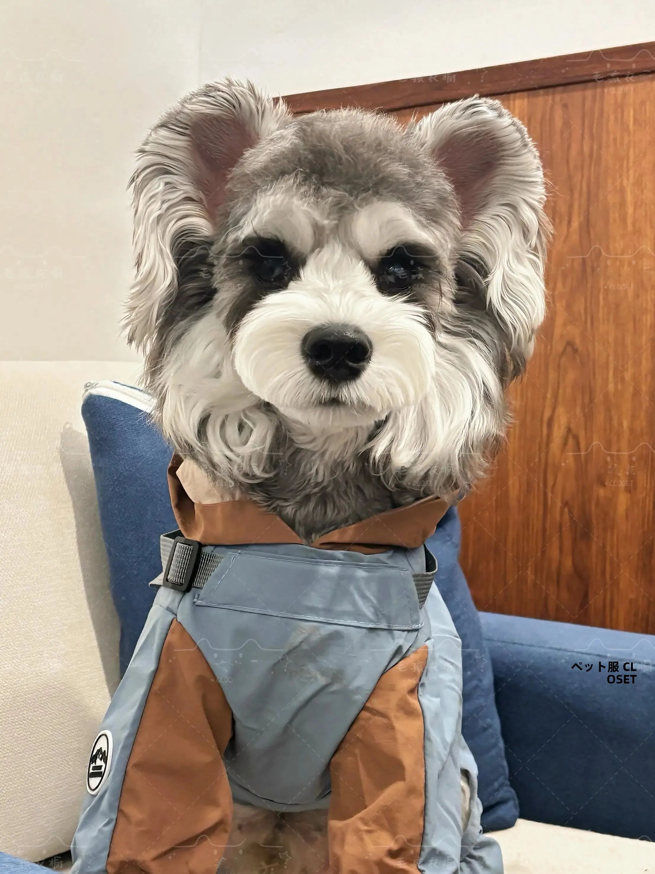 犬のお散歩グッズをコスパ良く揃える方法 - 防水防風ペットコートの定義と特性