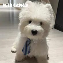 かわいい犬用ネクタイ【ペット用・スカーフ・柴犬・ウエストハイランドホワイトテリア】
