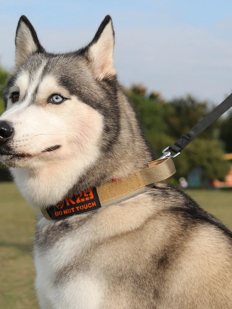 大型犬の散歩に欠かせない「タクティカルカラー」は、本当に必要なのか？