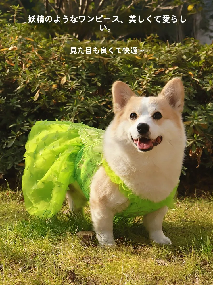 犬と一緒に夏を楽しむには、どんなドレスがおすすめ？
