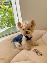愛犬や愛猫にぴったり！ハーネス付きベスト【胸当てデザイン・小型犬向け・おしゃれ】