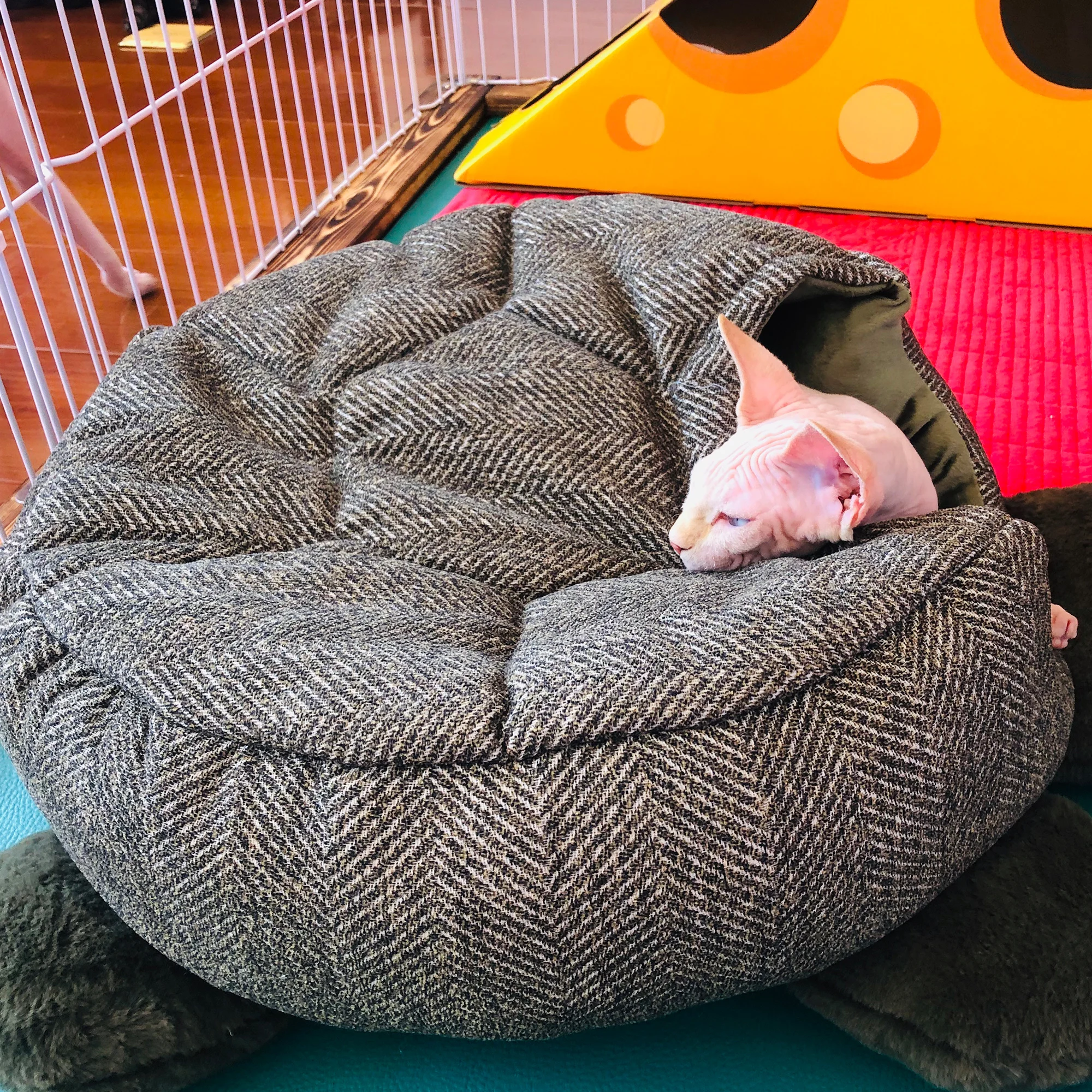 こたつにペットを座らせるのは安全？無毛猫の寝袋が解決する本当の理由とは