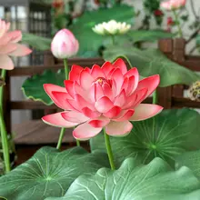 EVA製 仮想蓮の花【水辺装飾・庭園用・舞台演出・撮影小道具】