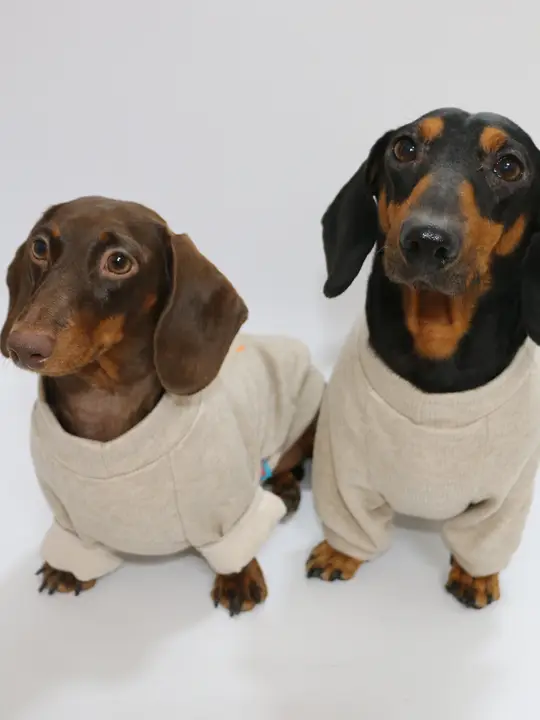 春秋用ペットウェア【薄手・ラウンドネック・犬用・小型犬対応】