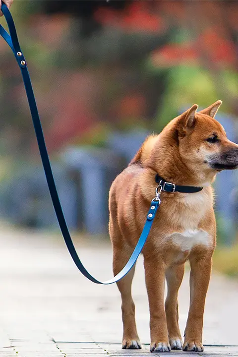 高級感あふれる犬猫用皮革製リード付き首輪【小中型犬・耐久性あり】（セットアップ対応）