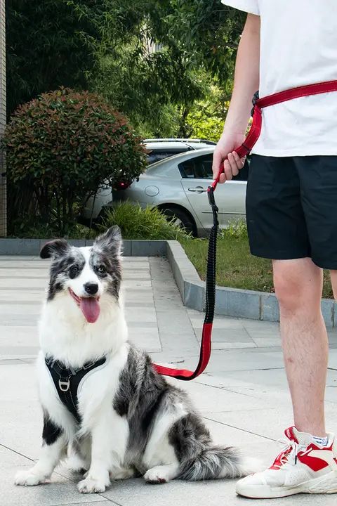 犬用多機能ウエスト牽引ロープ【大型犬用・手を解放する設計・ランニング対応】