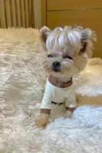 犬猫用Tシャツ【純綿・ロゴプリント・マルチーズ・ヨークシャーテリア向け】