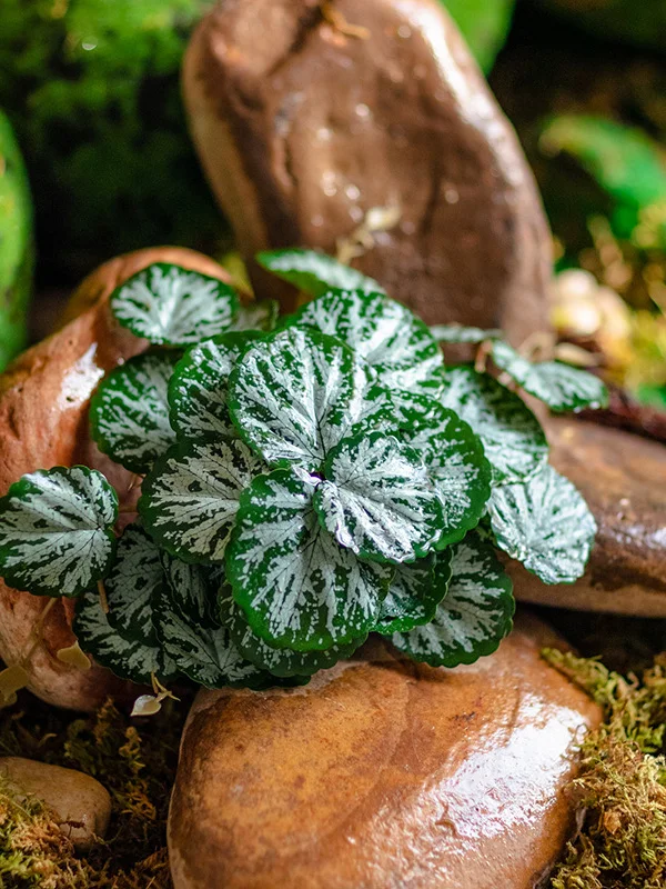 ハエトリグサの花の特徴：北欧風に合う擬似植物アレンジメントの実際