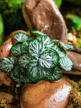 吊り下げ植物 壁装飾 植物アレンジメント エコタンク 擬似生物ミニチュア 景観装飾