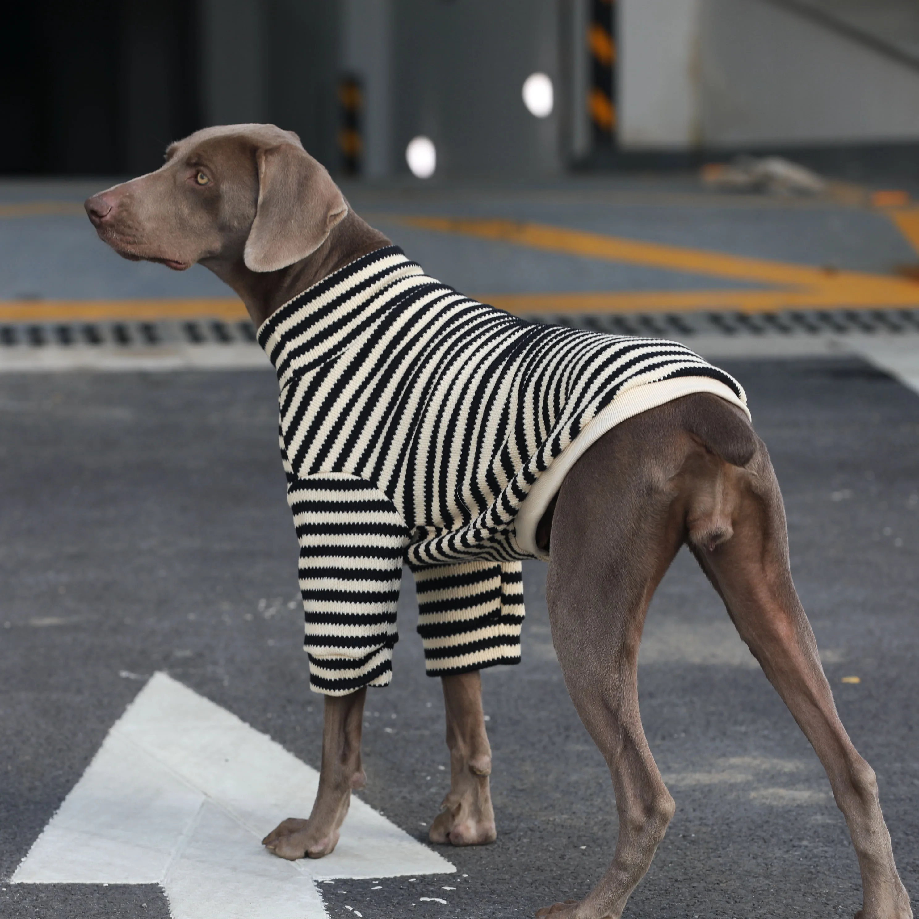 犬のお散歩グッズをコスパ良く揃える方法 - 大型犬用ニットトレーナーのサイズ・素材・環境対応