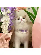 可愛い猫用手編みカラー【インスタ風・小型犬・猫・ウサギ対応】