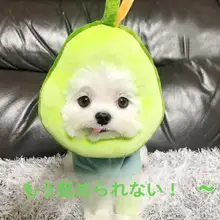 可愛いアボカドデザインの犬用エリザベスカラー【柔らかい・舐め防止・高いデザイン性】