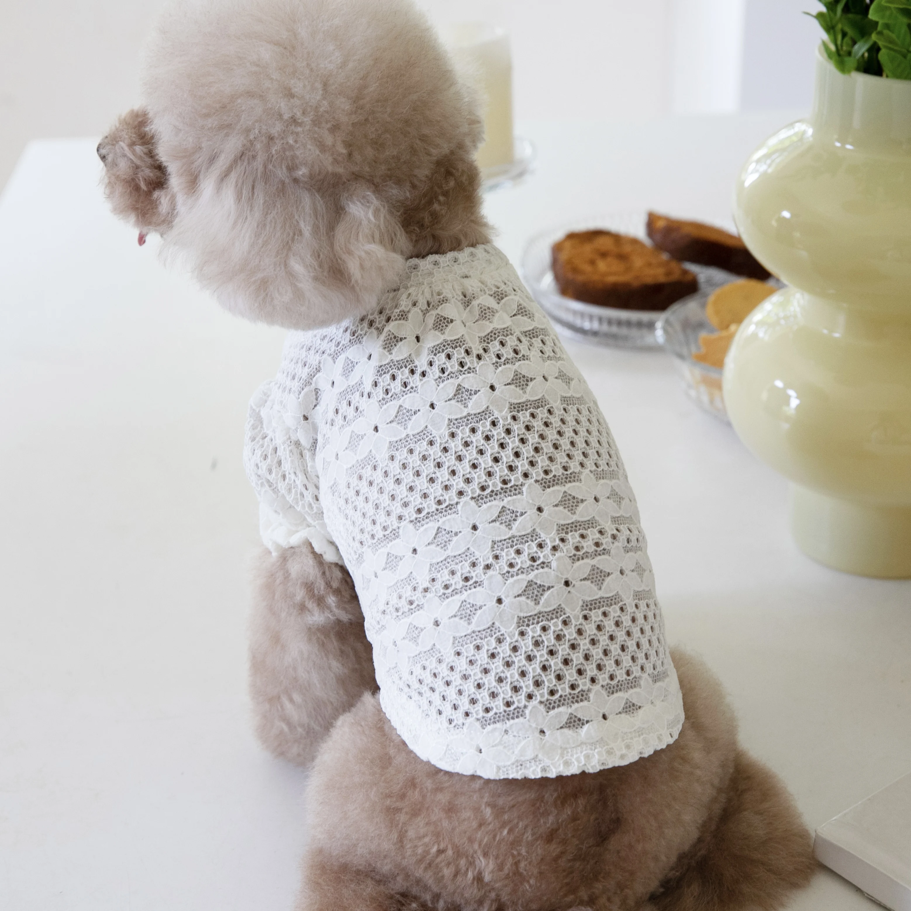 大型犬を飼うなら、どんな服が「飼いやすさ」を支えるの？