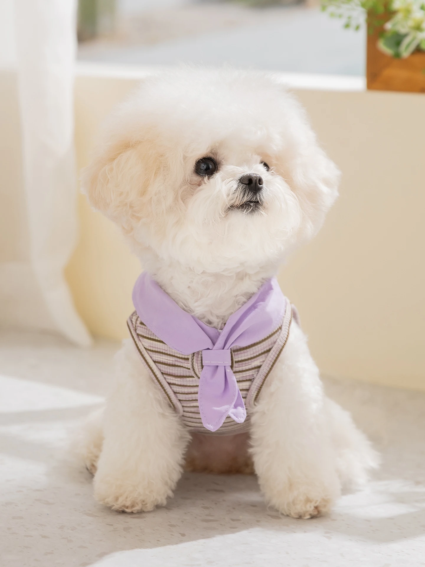 夏の犬にぴったりの薄手衣服は、どう選ぶ？