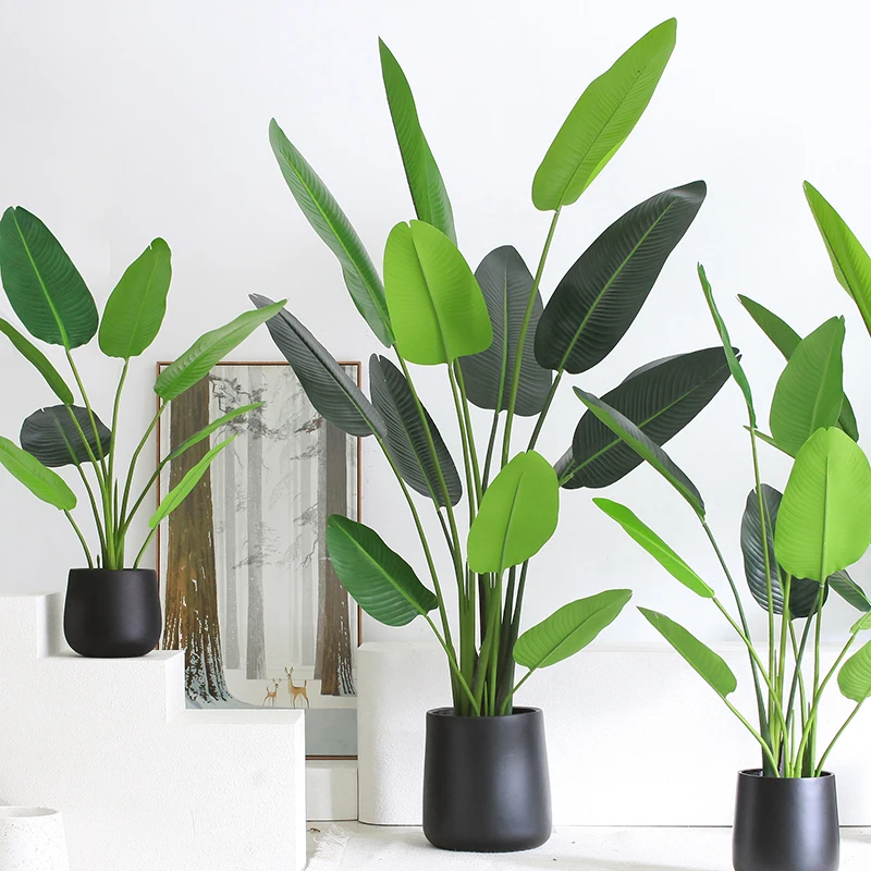 大きな観葉植物 バナナツリー：インテリアに最適な3Dデザインと高さの選定ガイド