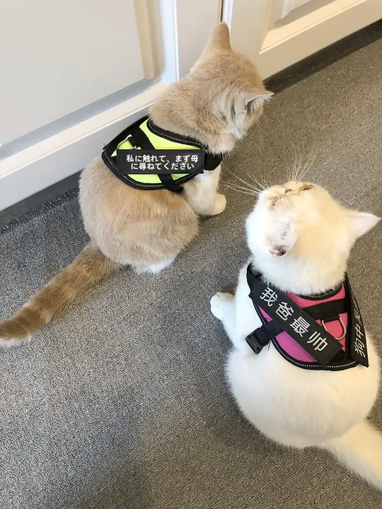 可調節の猫用牽引ロープ【かわいいベストスタイル・脱走防止】