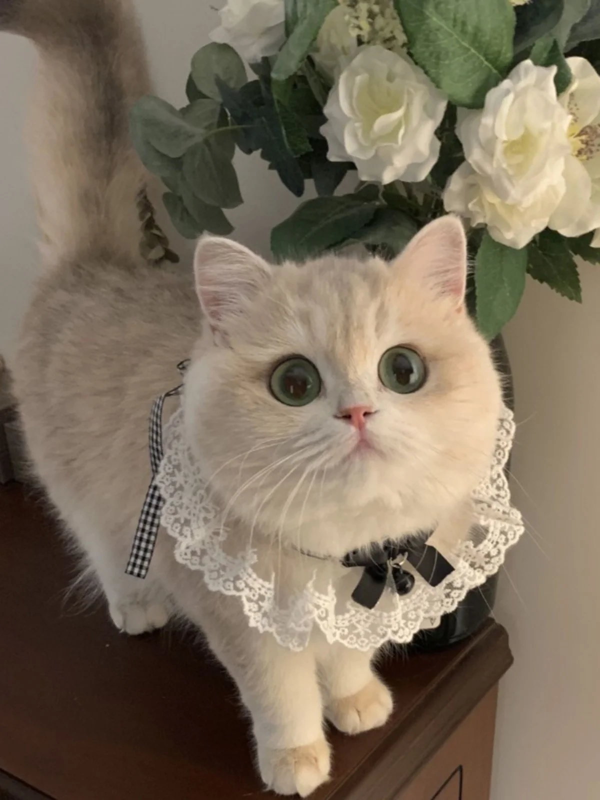 猫のヘアアクセサリーを選ぶときに迷わない方法は？