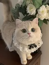 猫用レースカラー【優雅なデザイン・ウェットタオル・ニットスタイル】