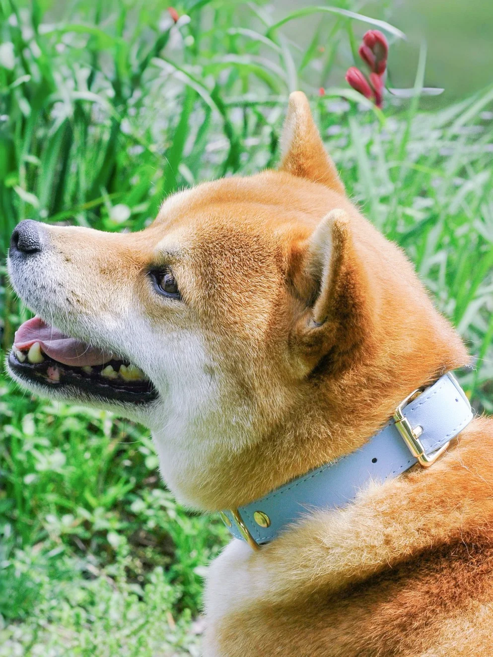 犬用柴犬リード＆カラーセット【中型・小型犬用・本革製・コーギー対応】 インテリアグッズ比較レビュー