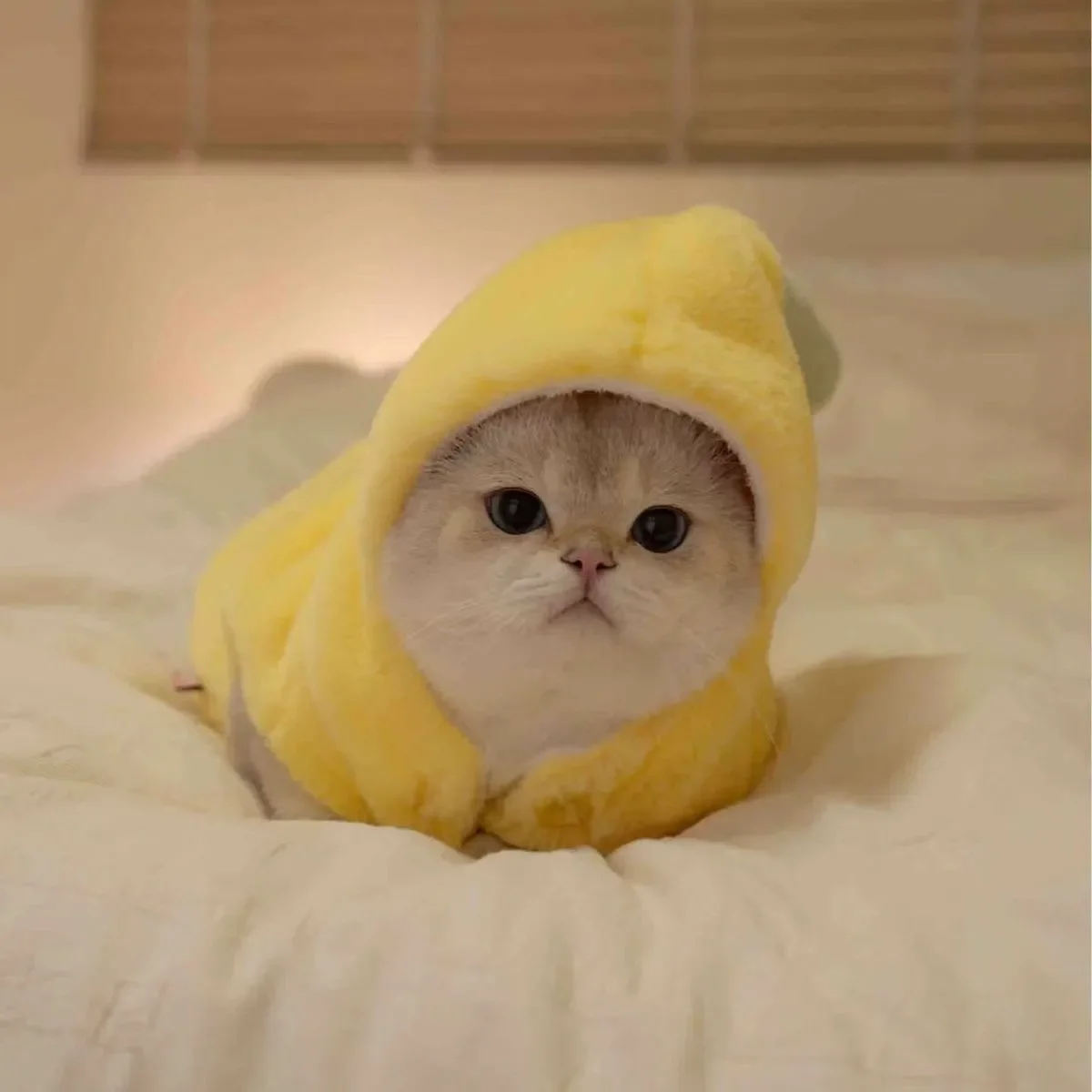 わんこ服を選ぶときに迷うのは、どんなデザインか？