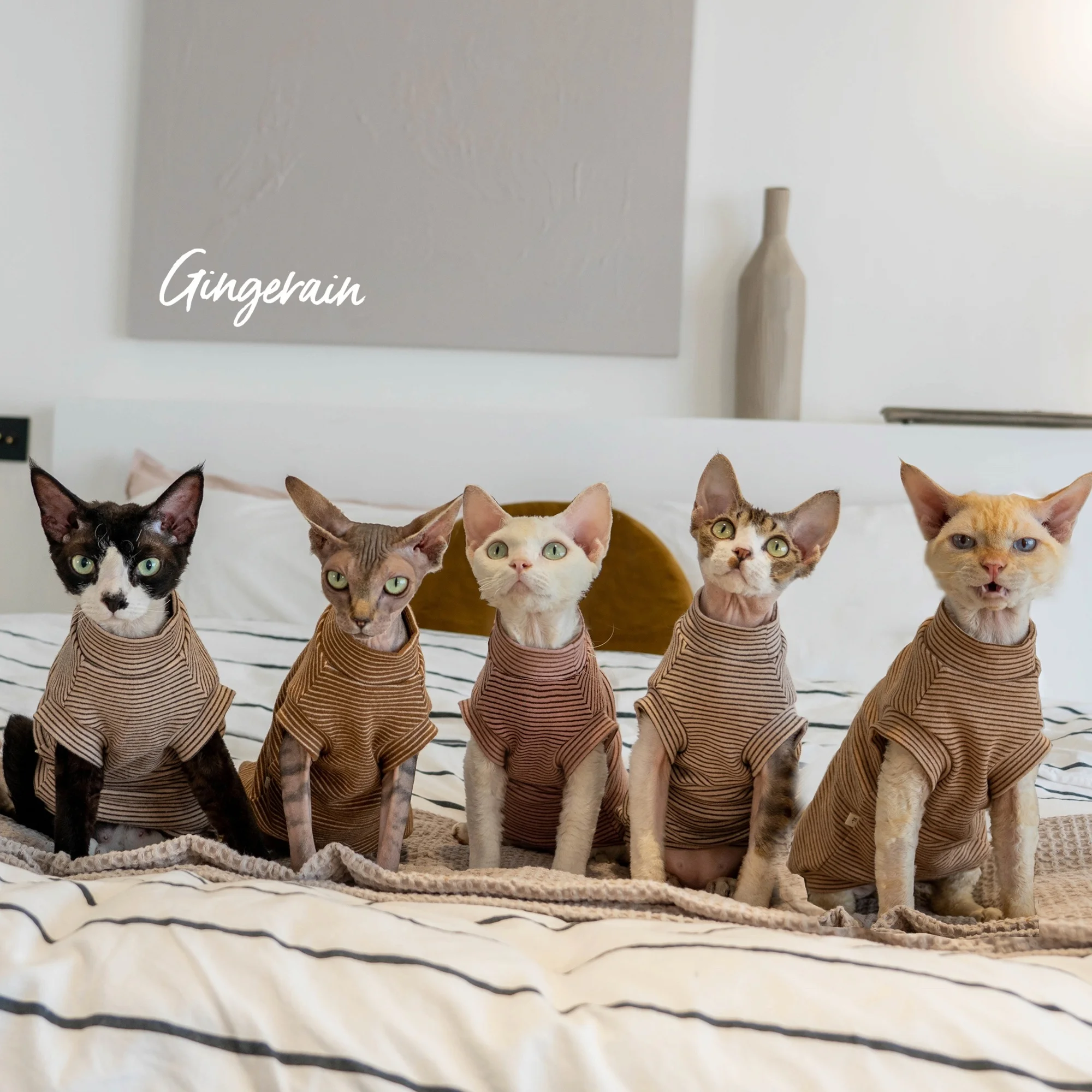 GINGERAIN ストライプデザイン猫用タンクトップ：無毛猫向けの保温性と快適性を実証