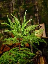 リアルなペルシャシダ植物の緑の葉【インテリアグリーン・装飾用】