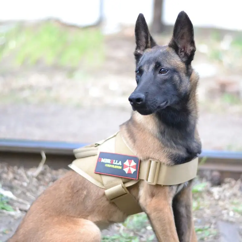犬のお散歩グッズをコスパ良く揃える方法 - K9タイプトレーニングハーネスの定義と特性