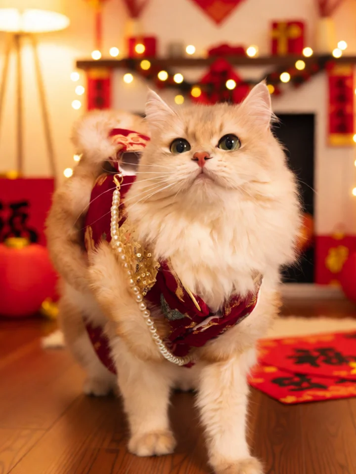 小猫用冬服【暖かい・お正月用・ノルウェージャンフォレストキャット・デな猫】（セットアップ対応）