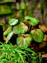 リアルなグリーン造花植物【インテリア装飾・プラスチック製・観葉植物用】