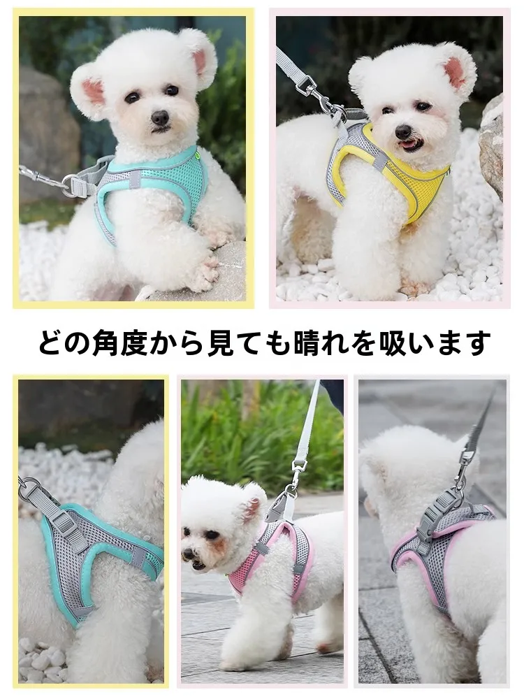 チワワとトイプードルのハーフのしつけは難しいのか？実際の飼い主の体験から